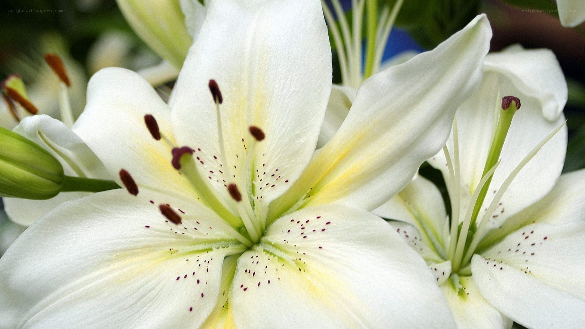 white lilies in bloom