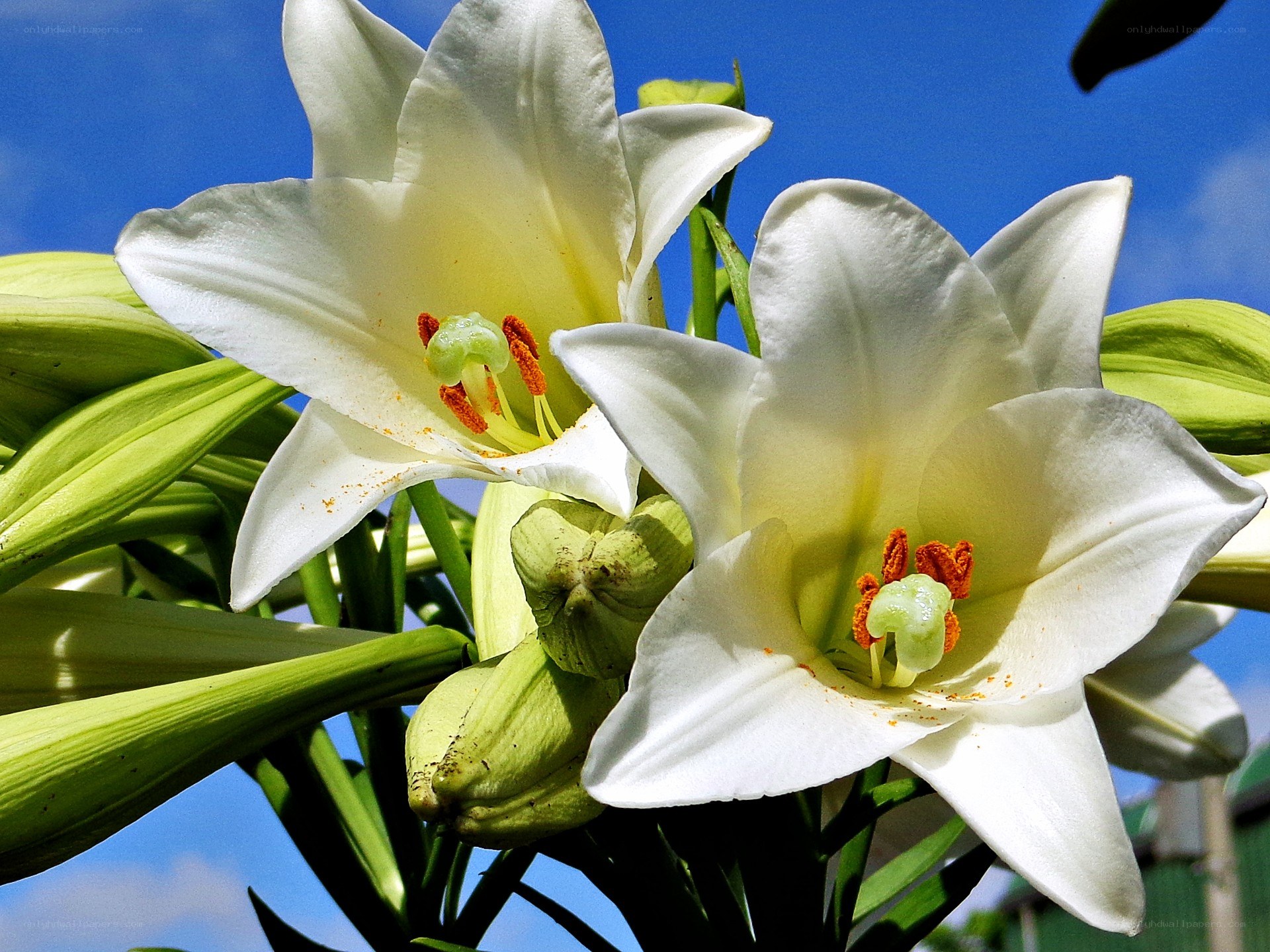 White lilies in bloom