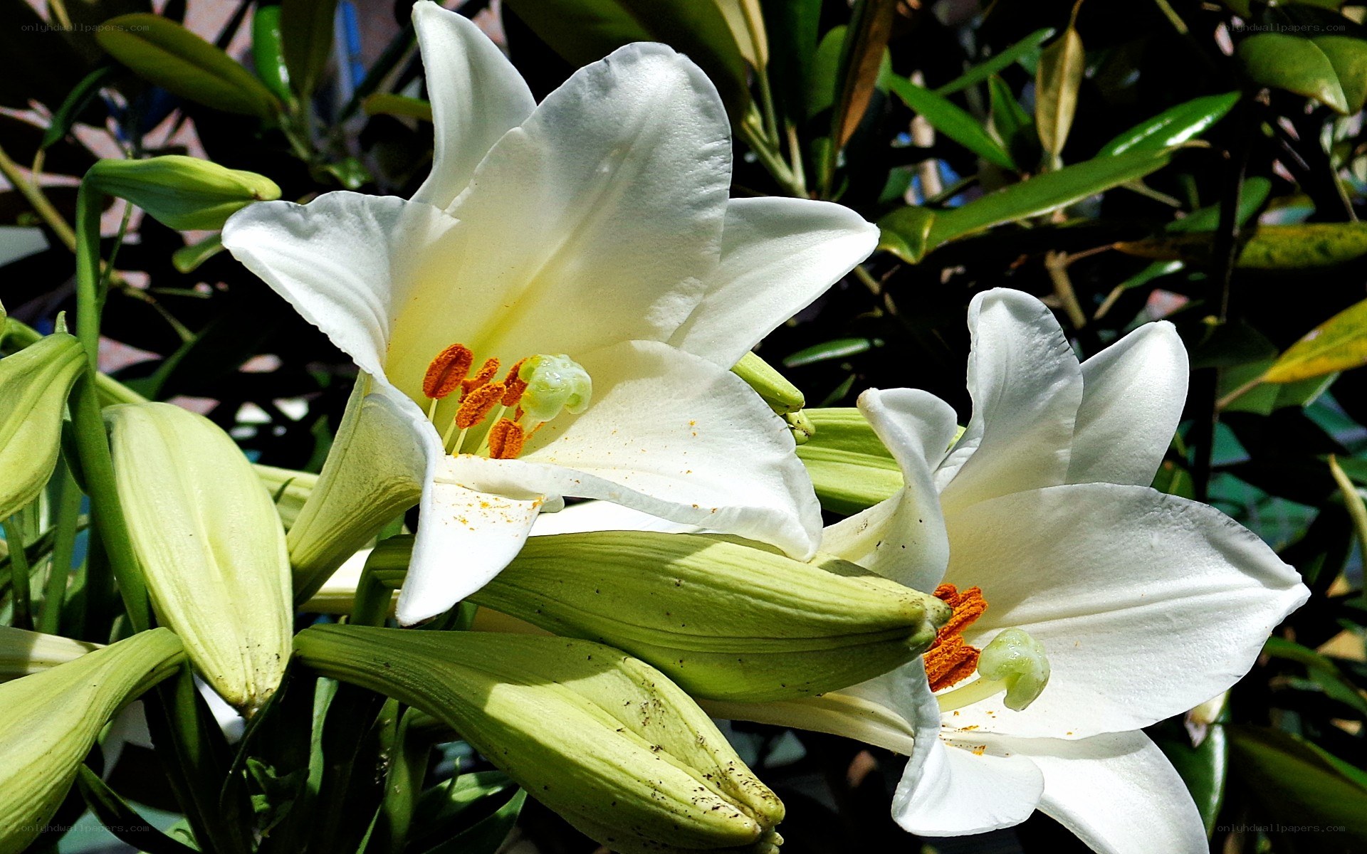 White lilies in bloom