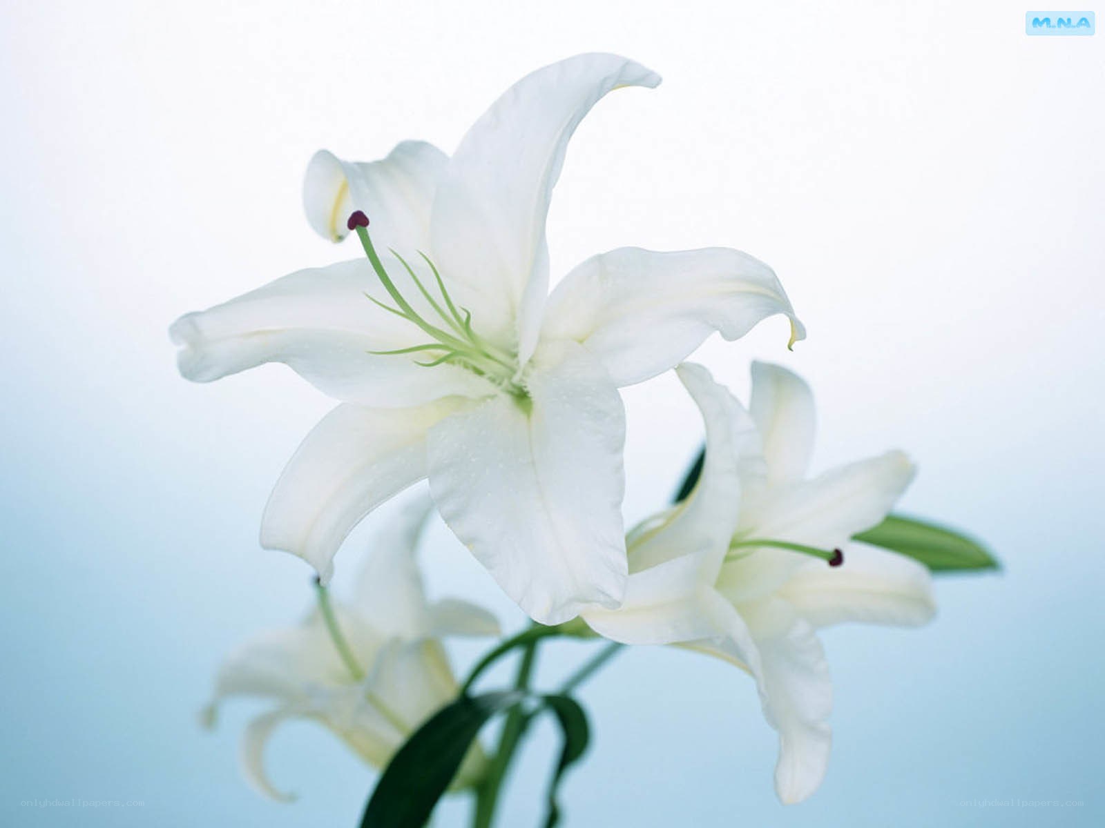 White lilies in bloom