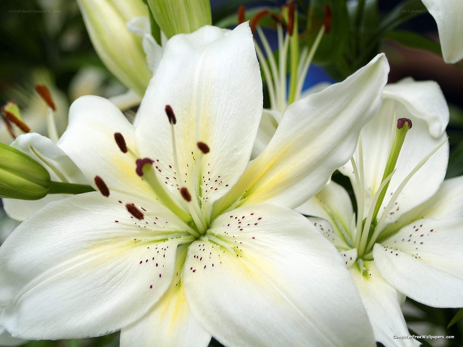 white lilies in bloom