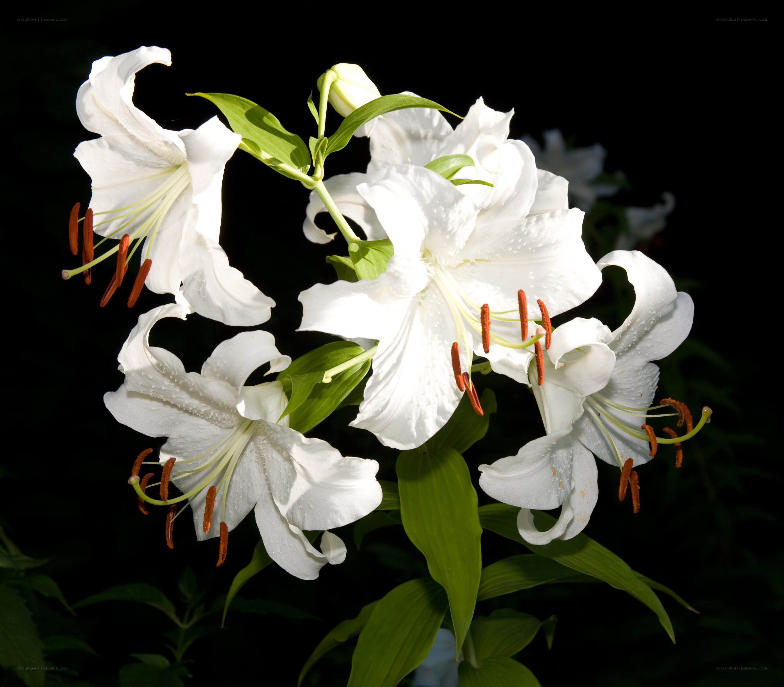 White lilies in bloom