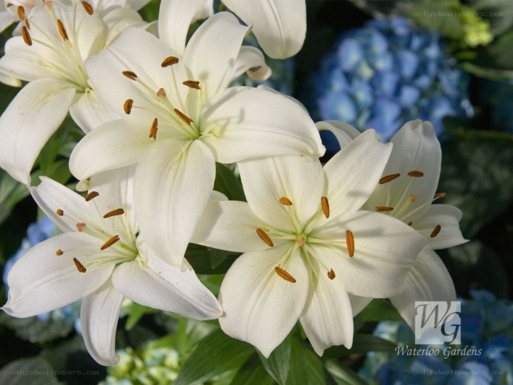 White lilies in bloom