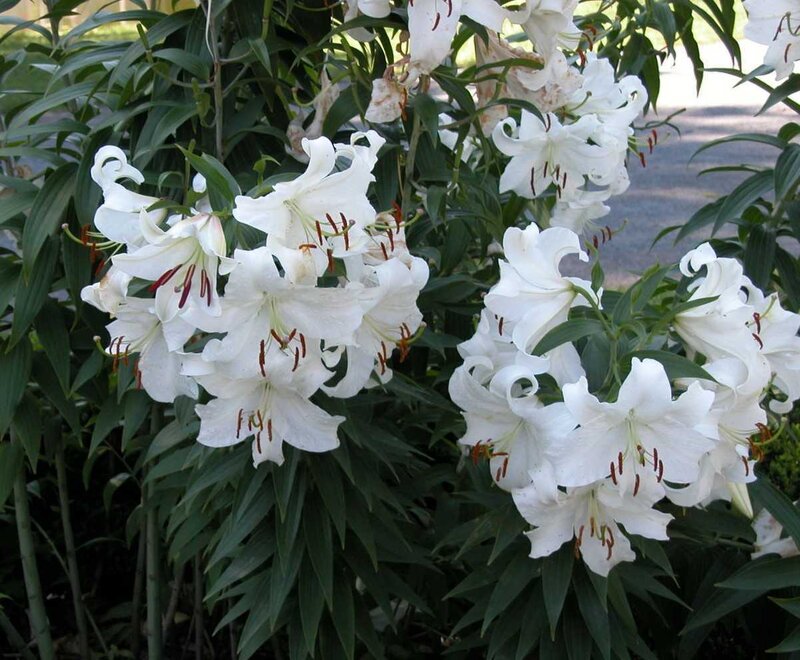 White lilies in bloom
