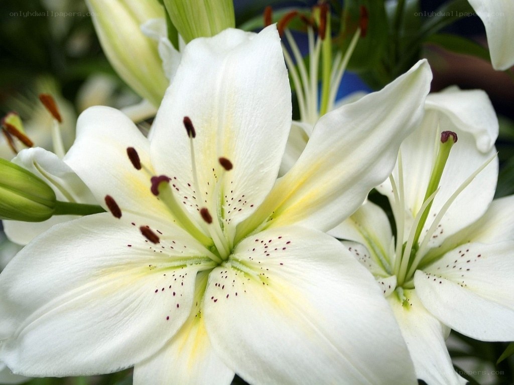 white lilies in bloom