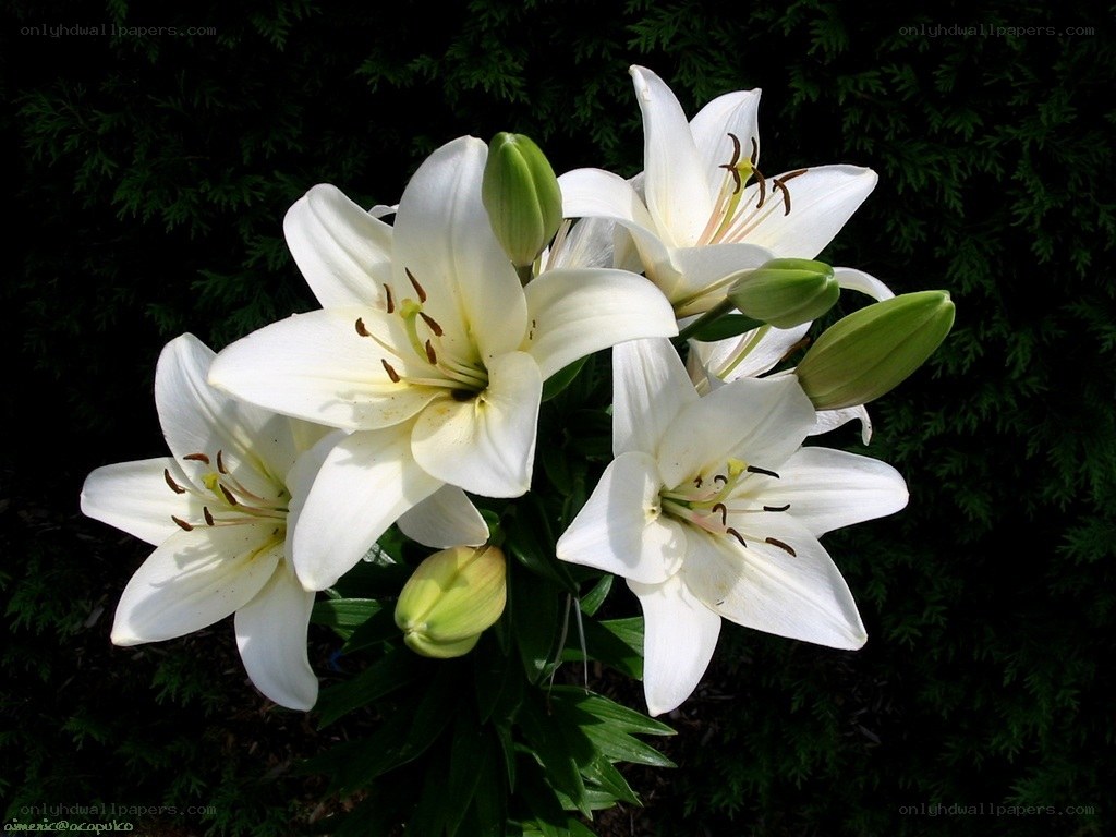 White lilies in bloom