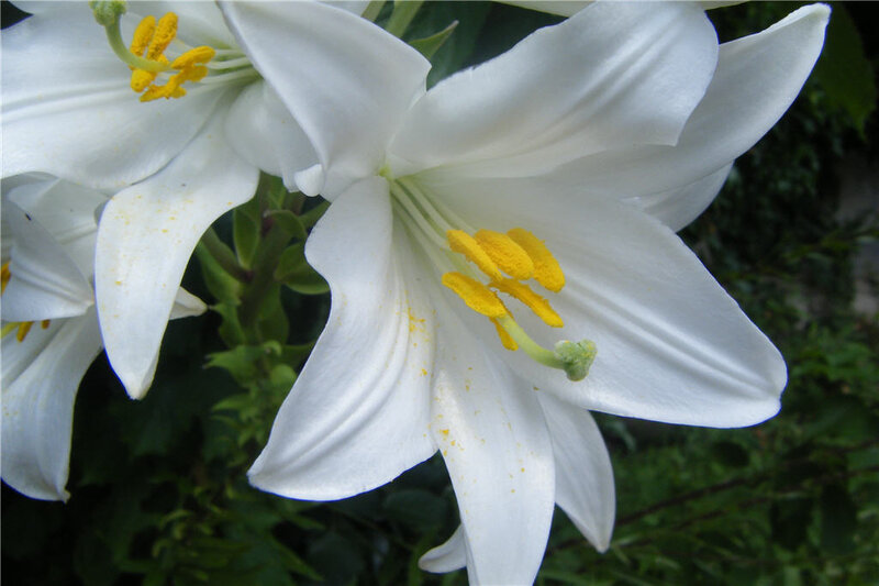 White lilies in bloom
