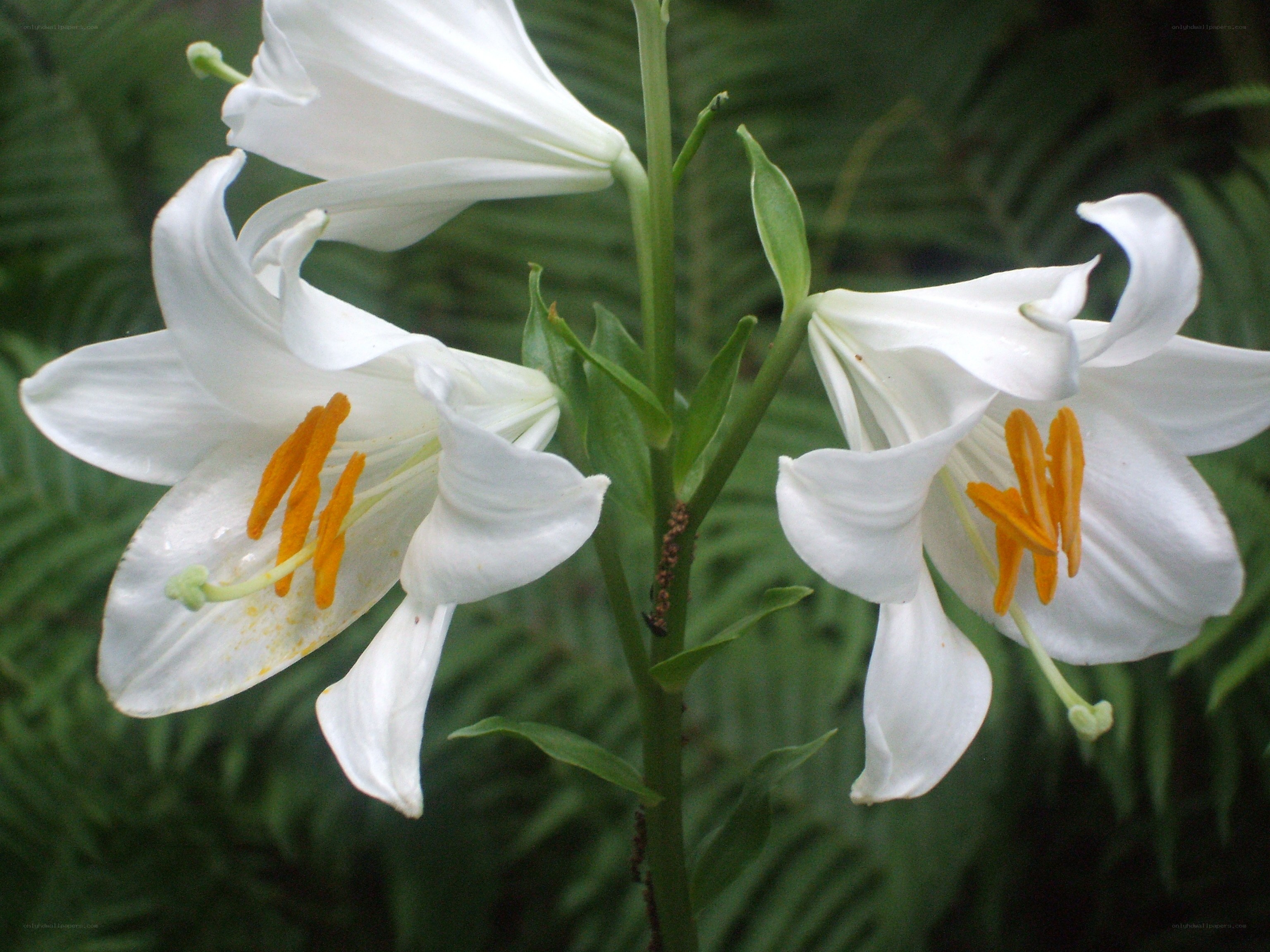 white lilies in bloom
