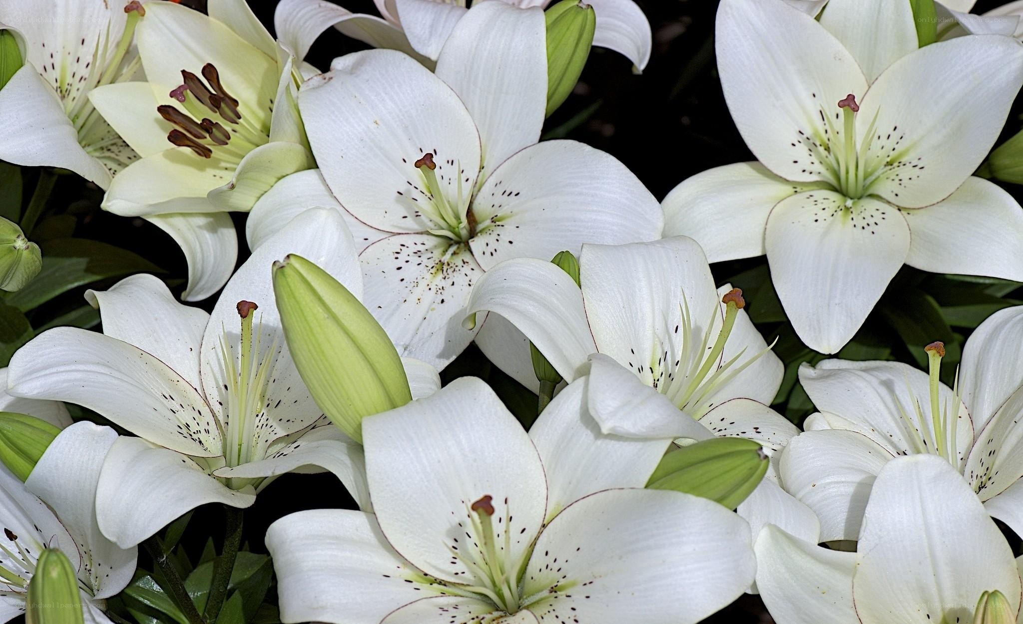 White lilies in bloom