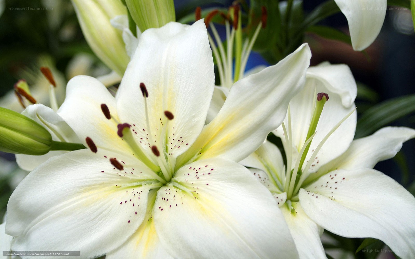 White lilies in bloom