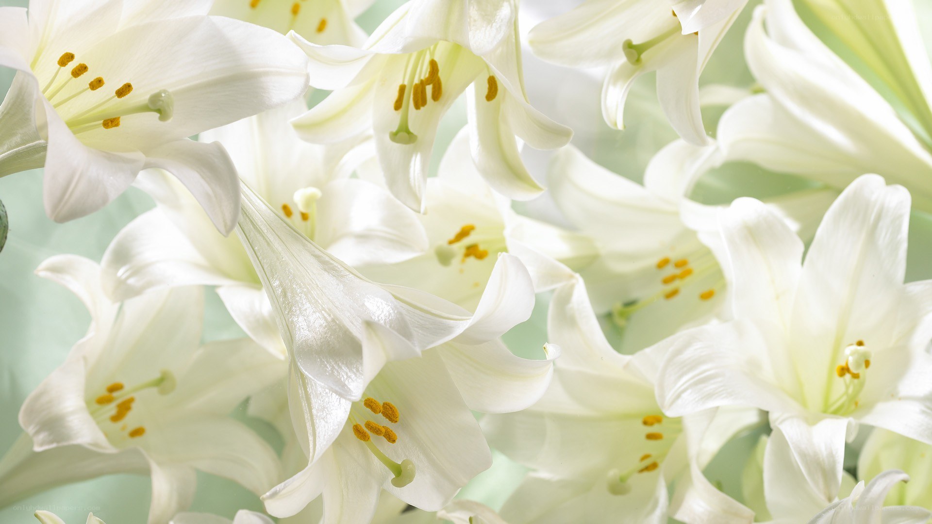 White lilies in bloom