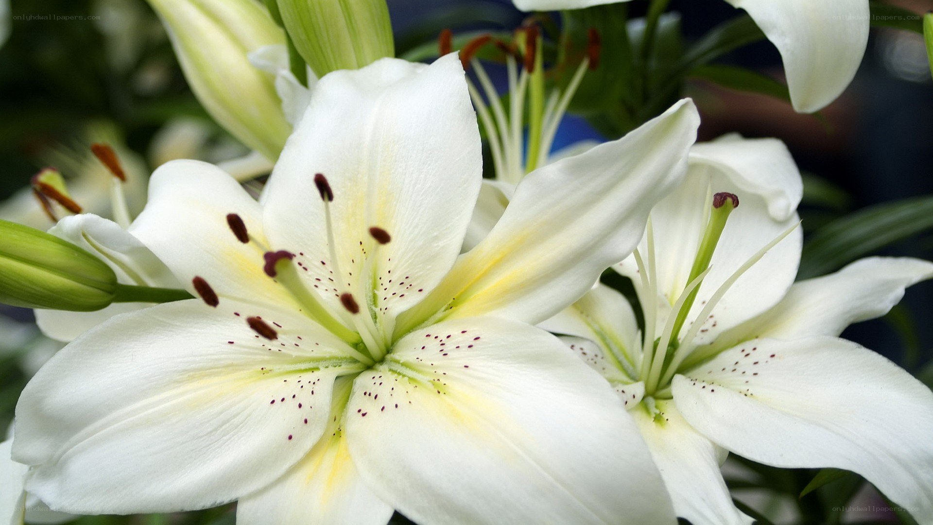 White lilies in bloom