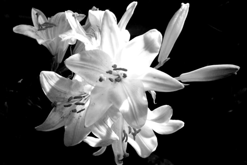 White Lilies in Bloom — Black