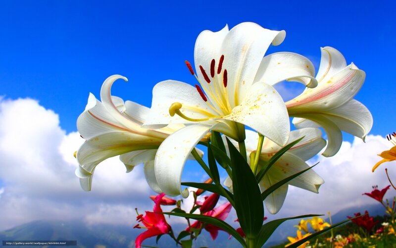 White Lilies in Bloom — Blue, Serene, Afternoon