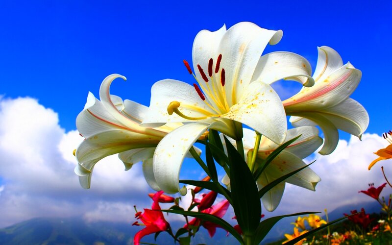 White Lilies in Bloom — Blue