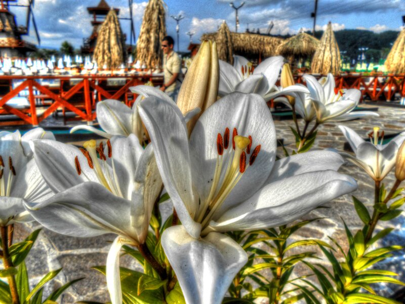 White Lilies in Bloom — Bright