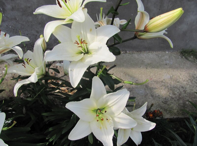 White Lilies in Bloom — Calm, Afternoon