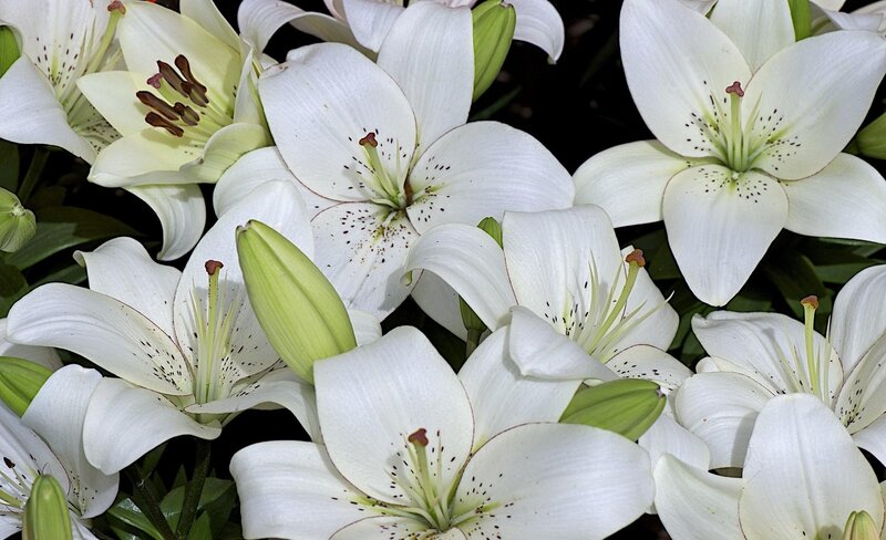 White Lilies in Bloom — Calm, Photograph, Buds