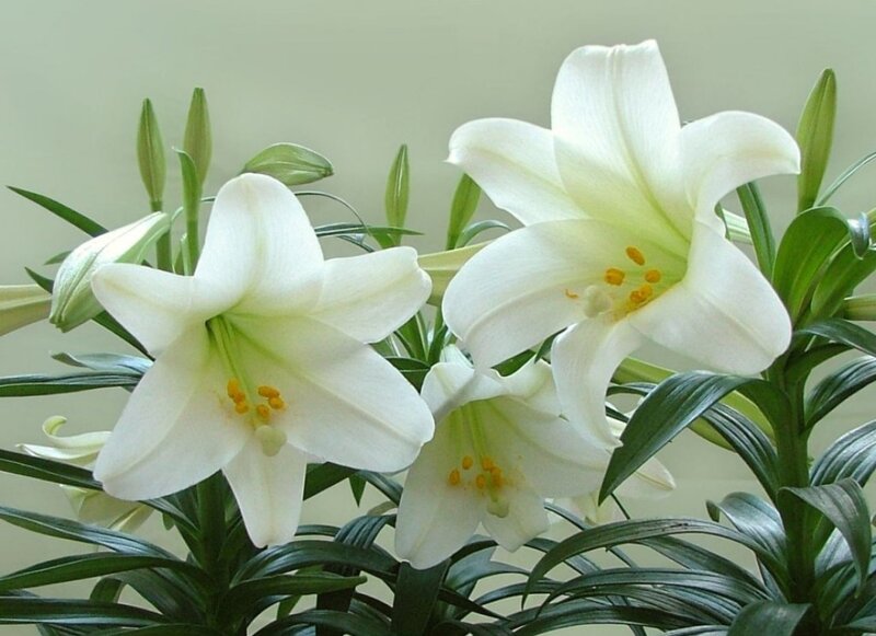 White Lilies in Bloom — Calm, Photograph, Flowers