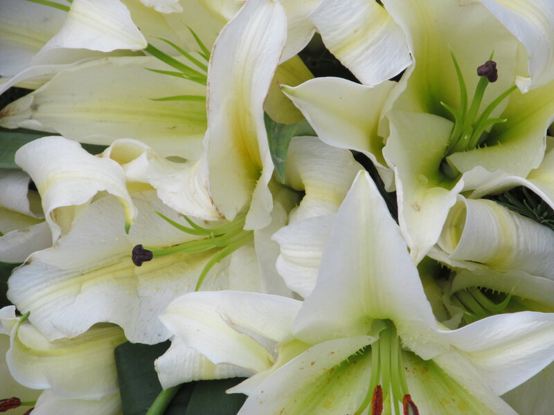 White Lilies in Bloom — Calm, Photograph, Petals