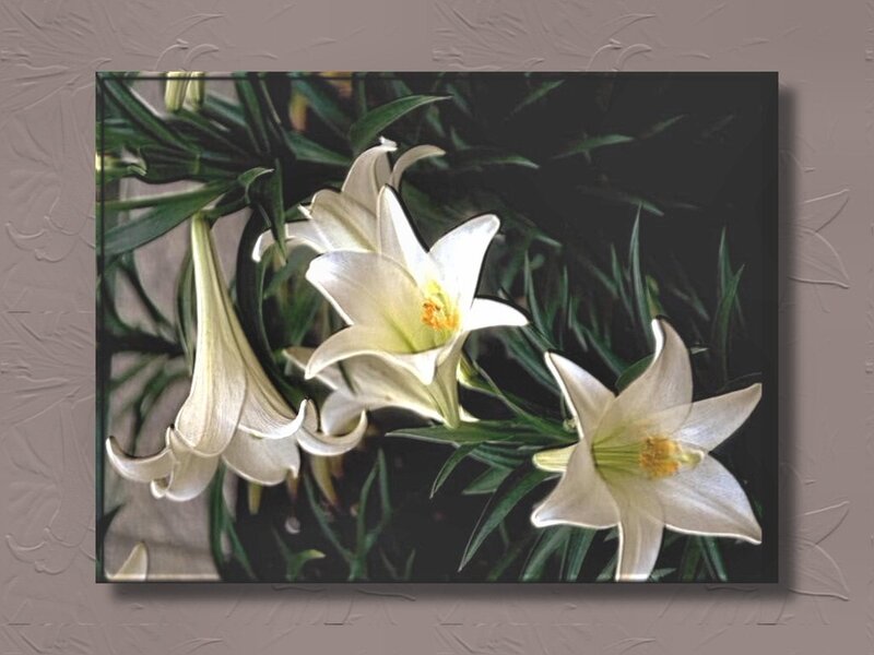 White Lilies in Bloom — Calm, Photograph