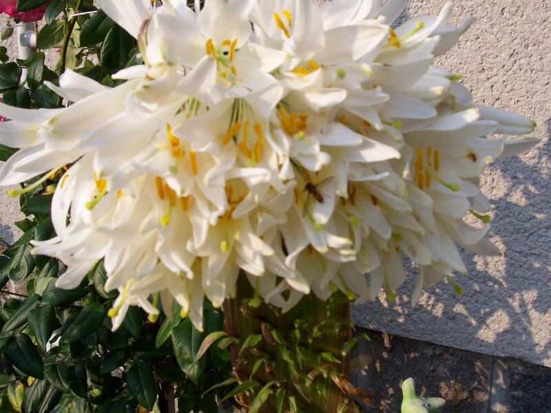 White Lilies in Bloom — Calm