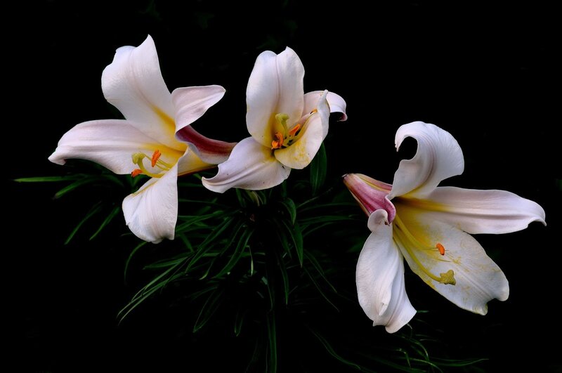 White Lilies in Bloom — Dramatic, Photograph