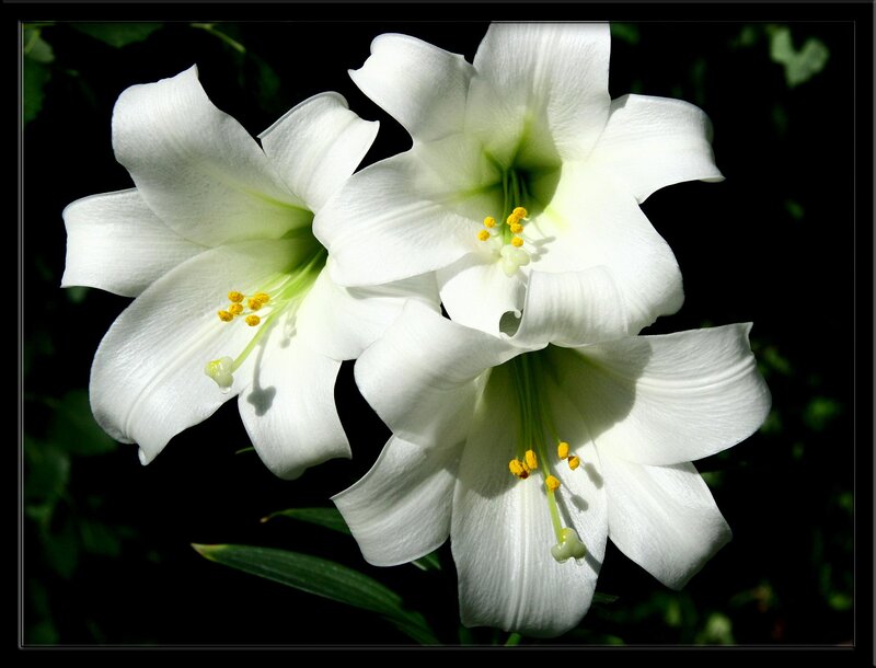 White Lilies in Bloom — Dramatic