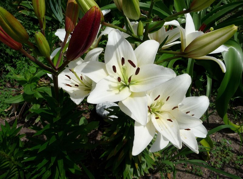 White Lilies in Bloom — Serene, Afternoon, Photograph, Buds, Green Leaves