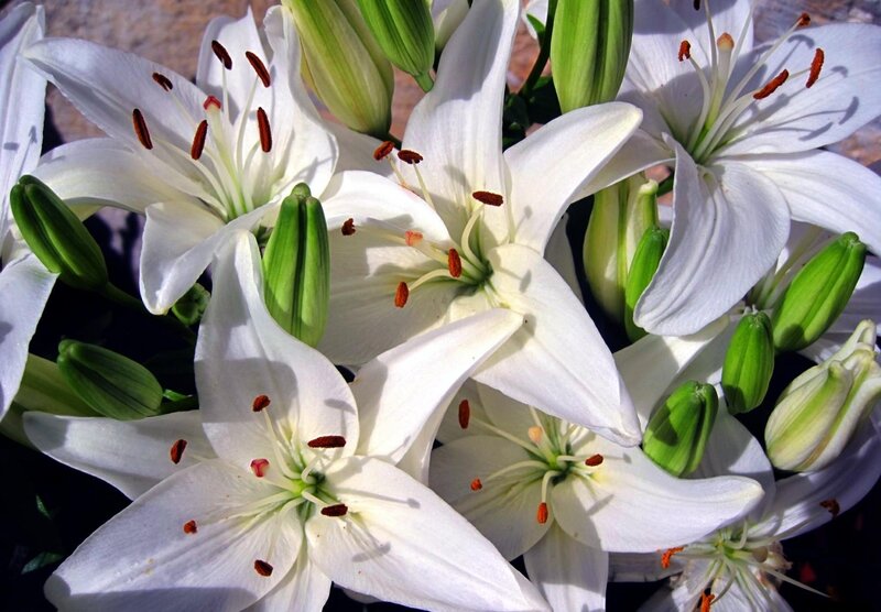 White Lilies in Bloom — Serene, Afternoon, Photograph, Buds, Stamen