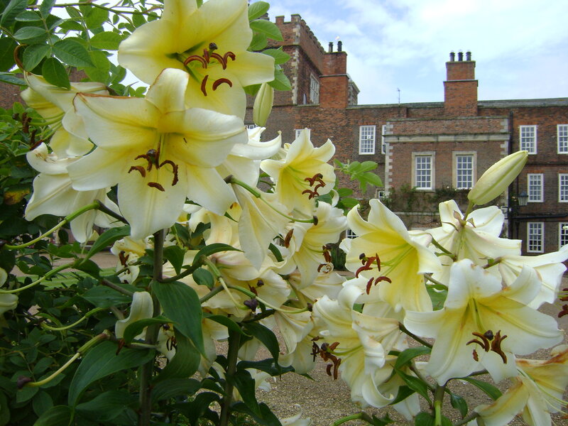 White Lilies in Bloom — Serene, Afternoon, Photograph, Flowers, Building