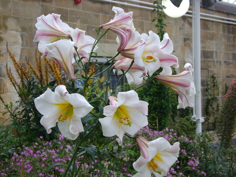 White Lilies in Bloom — Serene, Afternoon, Photograph, Flowers, Greenery