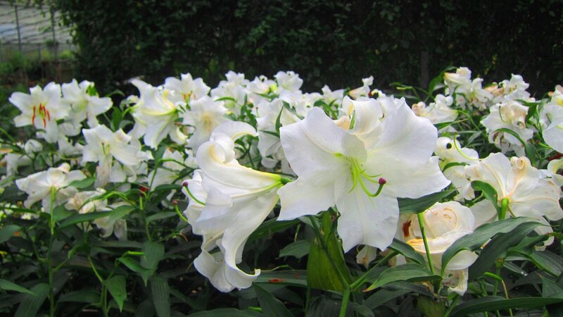 White Lilies in Bloom — Serene, Afternoon, Photograph, Green Leaves
