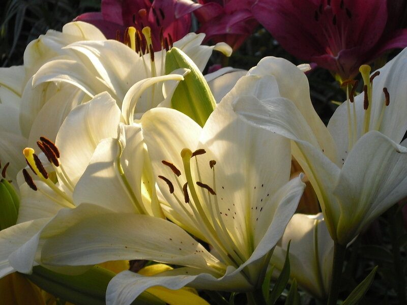 White Lilies in Bloom — Serene, Afternoon, Photograph, Lily Flowers