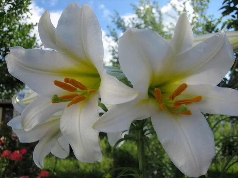 White Lilies in Bloom — Serene, Afternoon