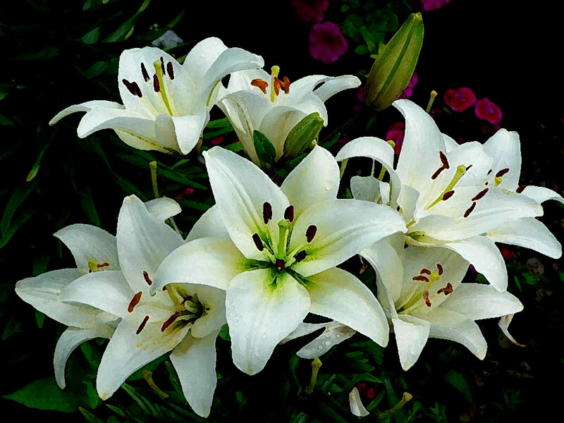White Lilies in Bloom — Serene, Night