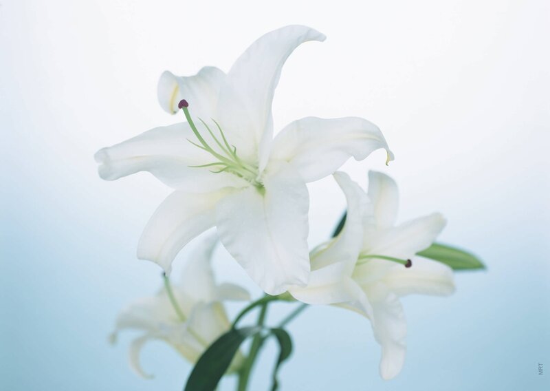 White Lilies in Bloom — Serene, Photograph, Flowers, Leaves