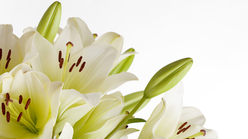 White Lilies in Bloom — Serene, Photograph