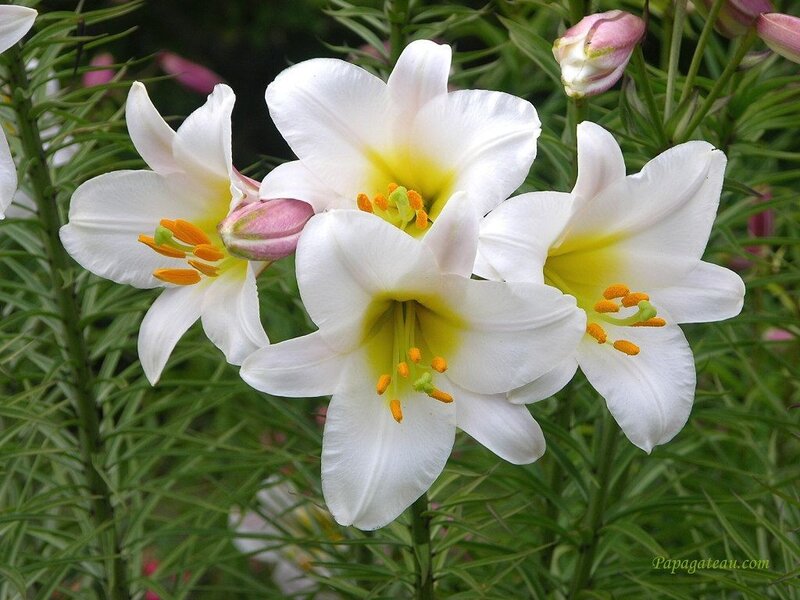 White Lilies in Bloom — Serene, Spring, Photograph, Buds