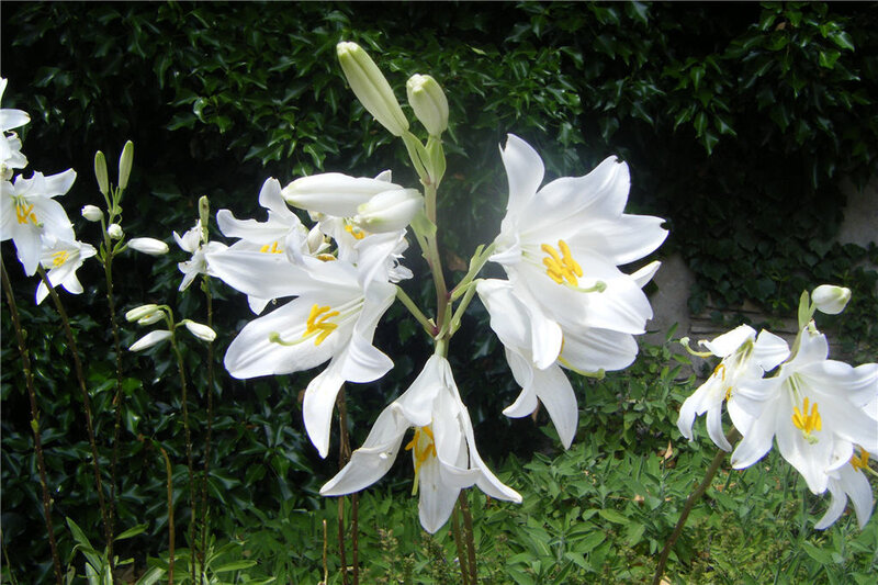 White Lilies in Bloom — Serene, Spring, Photograph, Green Leaves