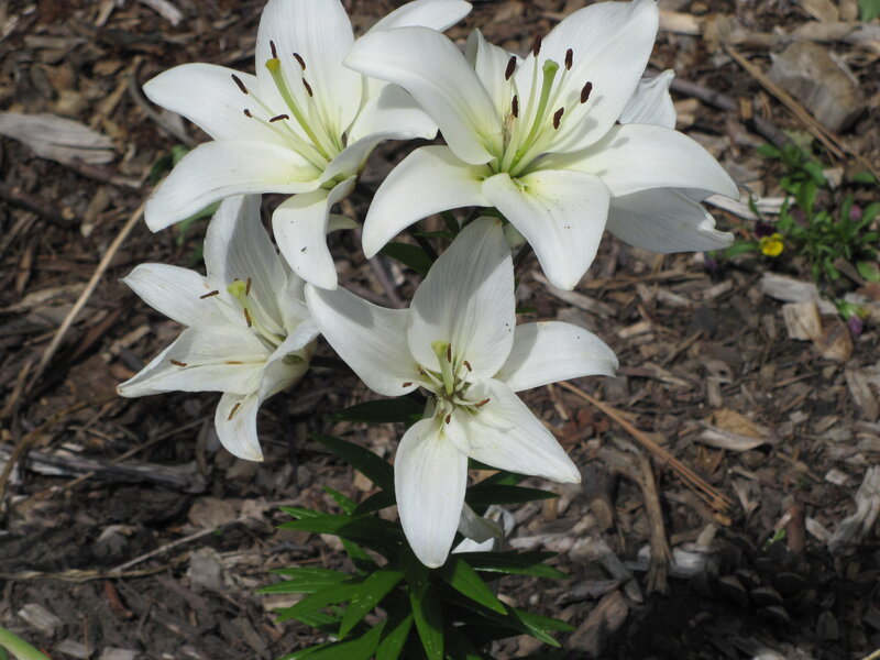 White Lilies in Bloom — Serene, Spring, Photograph, Mulch