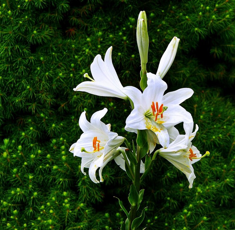 White Lilies in Bloom — Serene, Spring, Photograph