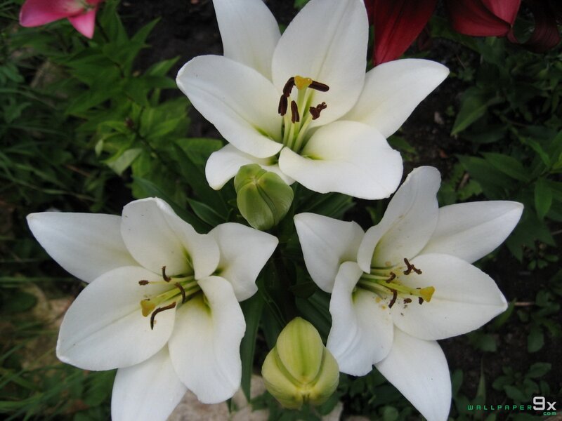 White Lilies in Bloom — Serene, Spring