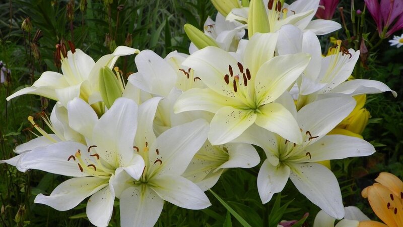 White Lilies in Bloom — Serene, Summer
