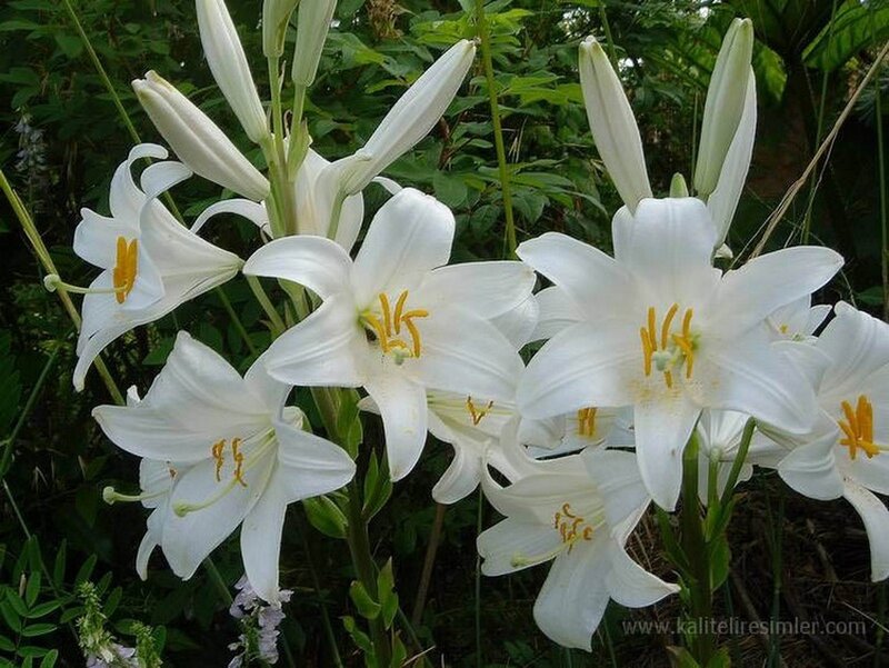 White Lilies in Bloom — Serene