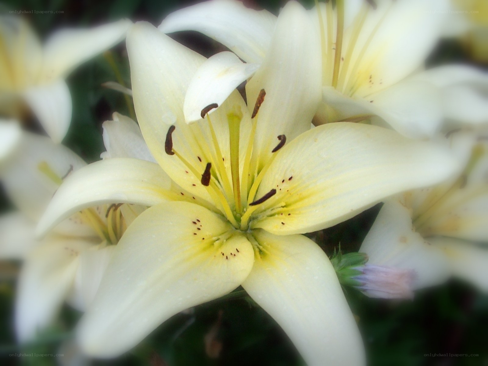 White lilies in bloom