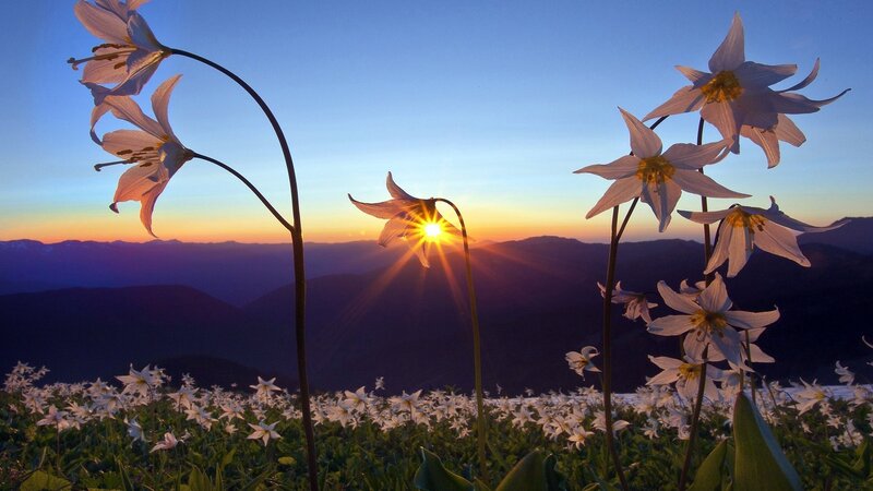 White Lilies in Field — Blue, Serene