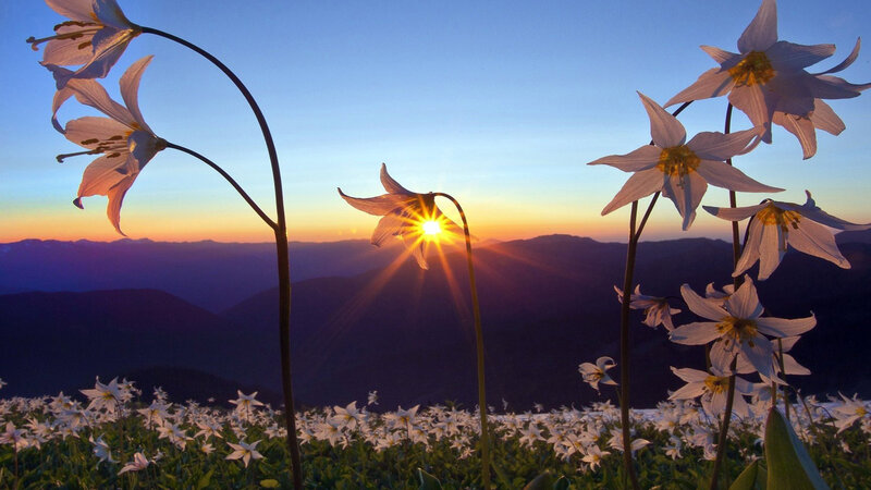 White Lilies in Field — Blue