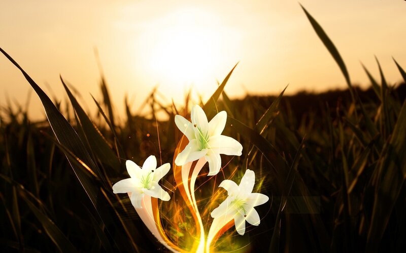 White Lilies in Field — Serene, Sunset, Digital Art, Sunlight