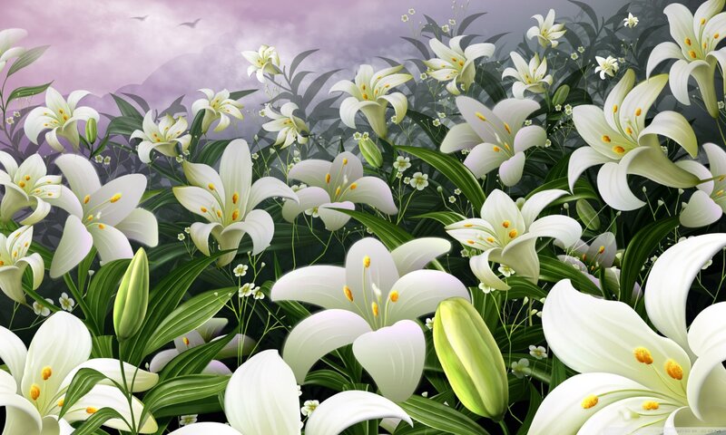 White Lilies in Field — Serene, Sunset